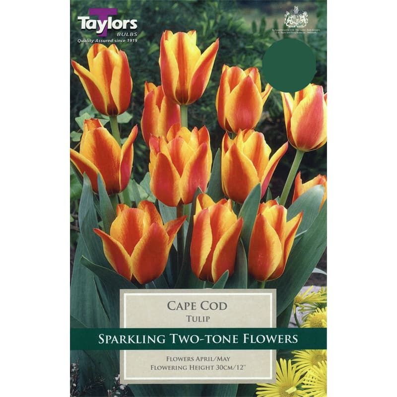 Tulip 'Cape Cod'