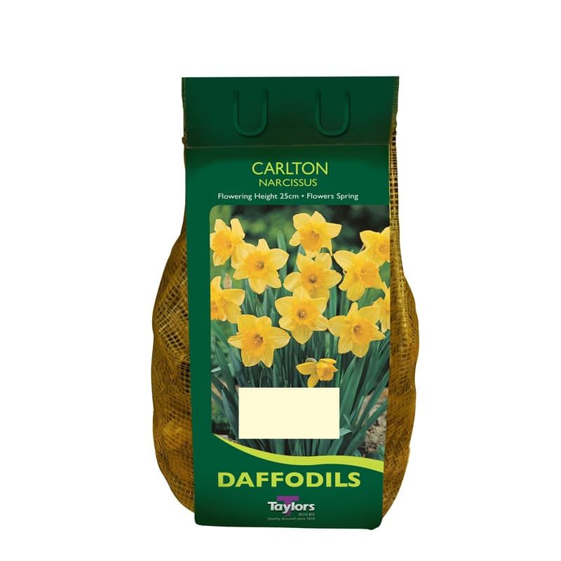 Narcissus 'Carlton' Carry Pack