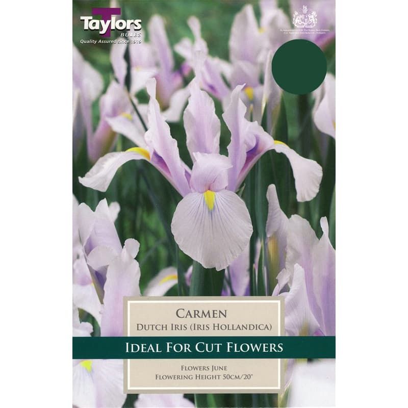 Iris hollandica 'Carmen'