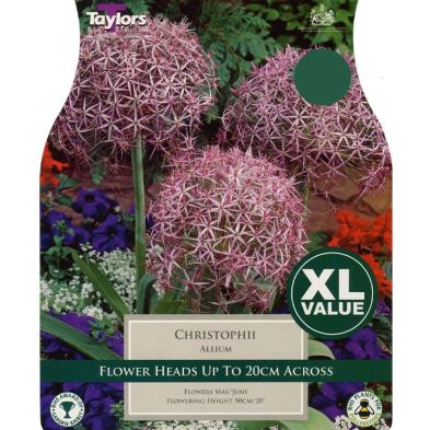 Allium cristophii