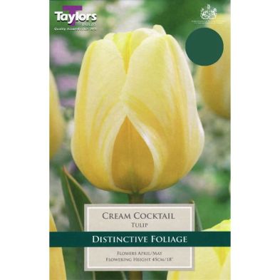 Tulip 'Cream Cocktail'