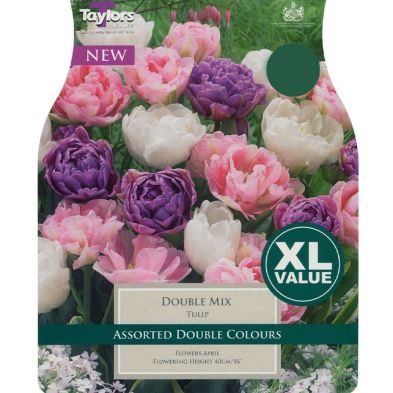 Tulip 'Double Mix'