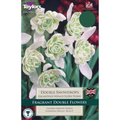 Galanthus nivalis 'Flore Pleno'