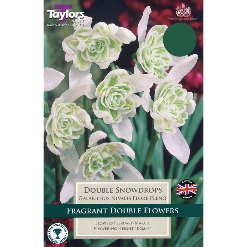 Galanthus nivalis 'Flore Pleno'