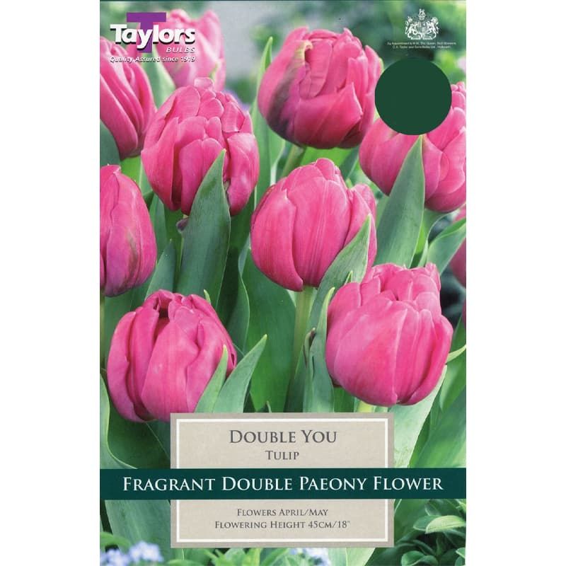 Tulip 'Double You'