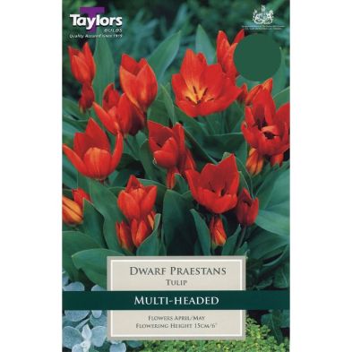 Tulip praestans