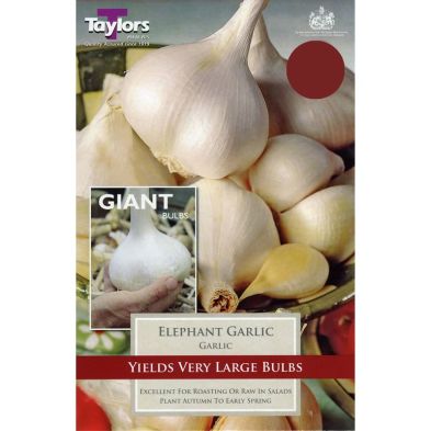 Garlic 'Elephant'