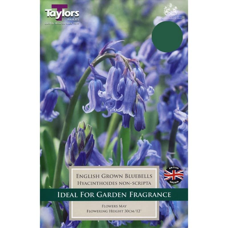 Hyacinthoides non scripta - English Bluebells