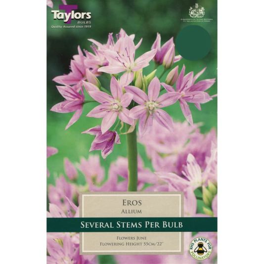 Allium 'Eros'