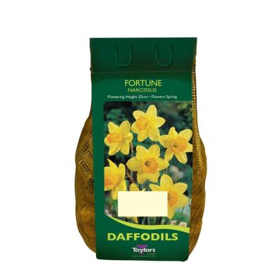 Narcissus 'Fortune' Carry Pack