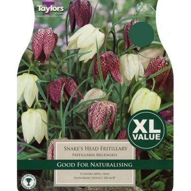 Fritillaria Meleagris - Snake's Head Fritillary