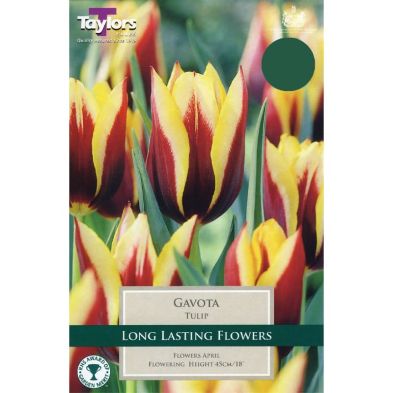 Tulip 'Gavota'