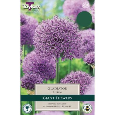 Allium 'Gladiator'