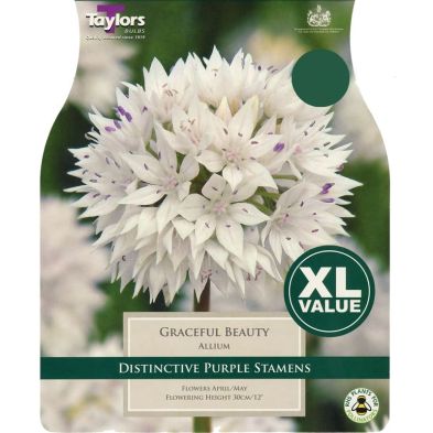 Allium 'Graceful Beauty'