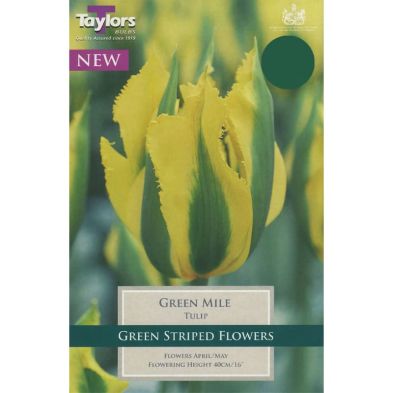 Tulip 'Green Mile'