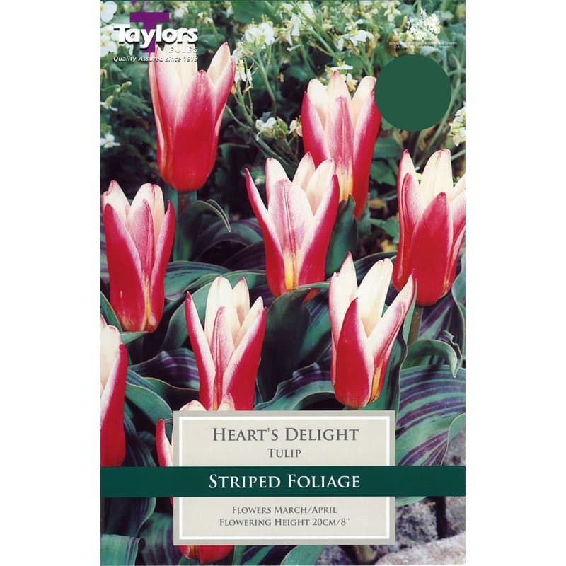 Tulip 'Hearts Delight' (Kaufmanniana Group)