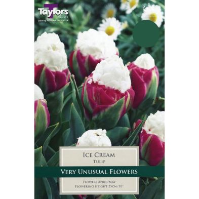 Tulip 'Ice Cream'