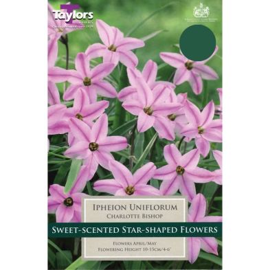 Ipheion uniflorum 'Charlotte'