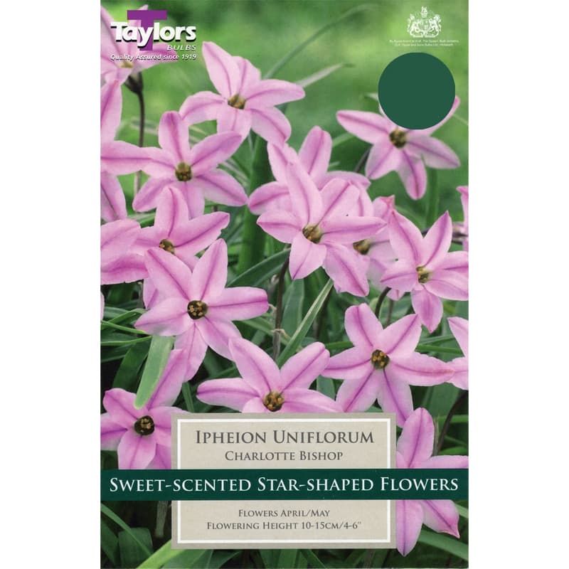 Ipheion uniflorum 'Charlotte'