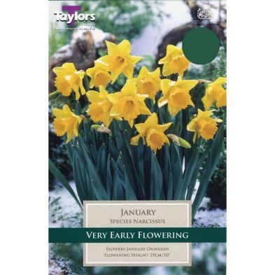 Narcissus 'January'