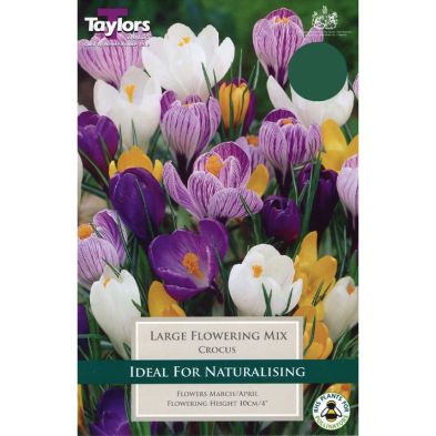 Crocus 'Large Flowering Mix'