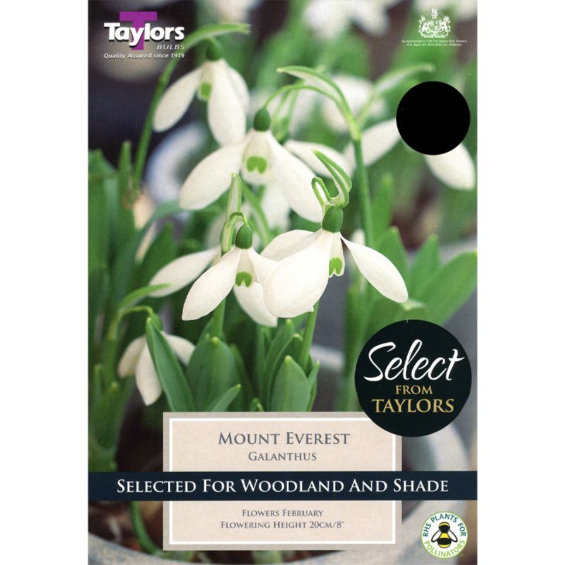 Galanthus elwesii 'Mount Everest'