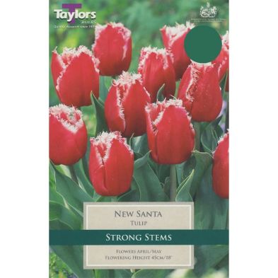 Tulip 'New Santa'