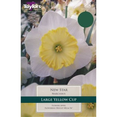 Narcissus 'New Star'