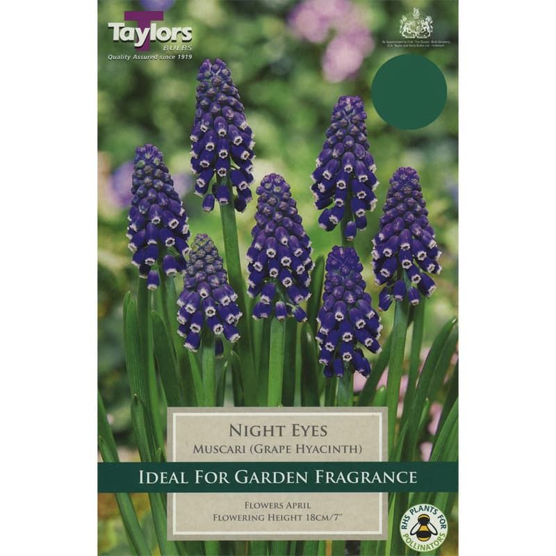 Muscari 'Night Eyes'