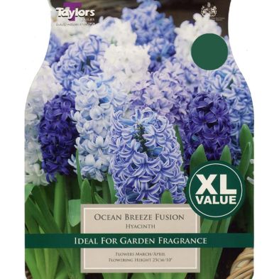 Hyacinth 'Ocean Breeze'