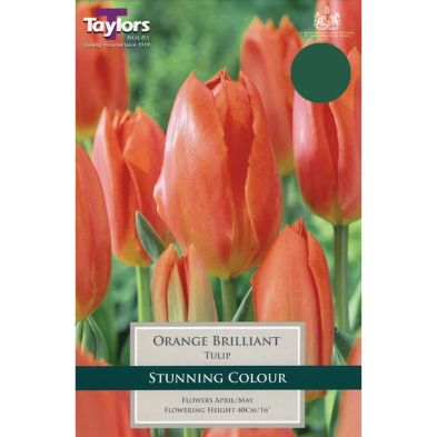 Tulipa fosteriana 'Orange Brilliant'