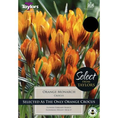 Crocus 'Orange Monarch'