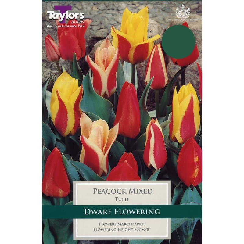 Tulip 'Peacock Mixed'