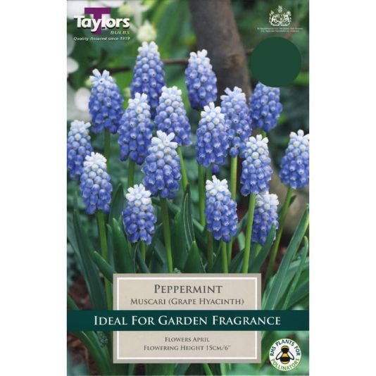 Muscari 'Peppermint'