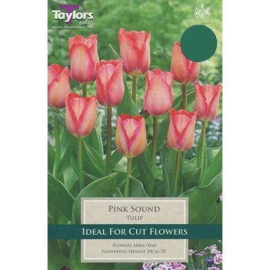 Tulip 'Pink Sound'