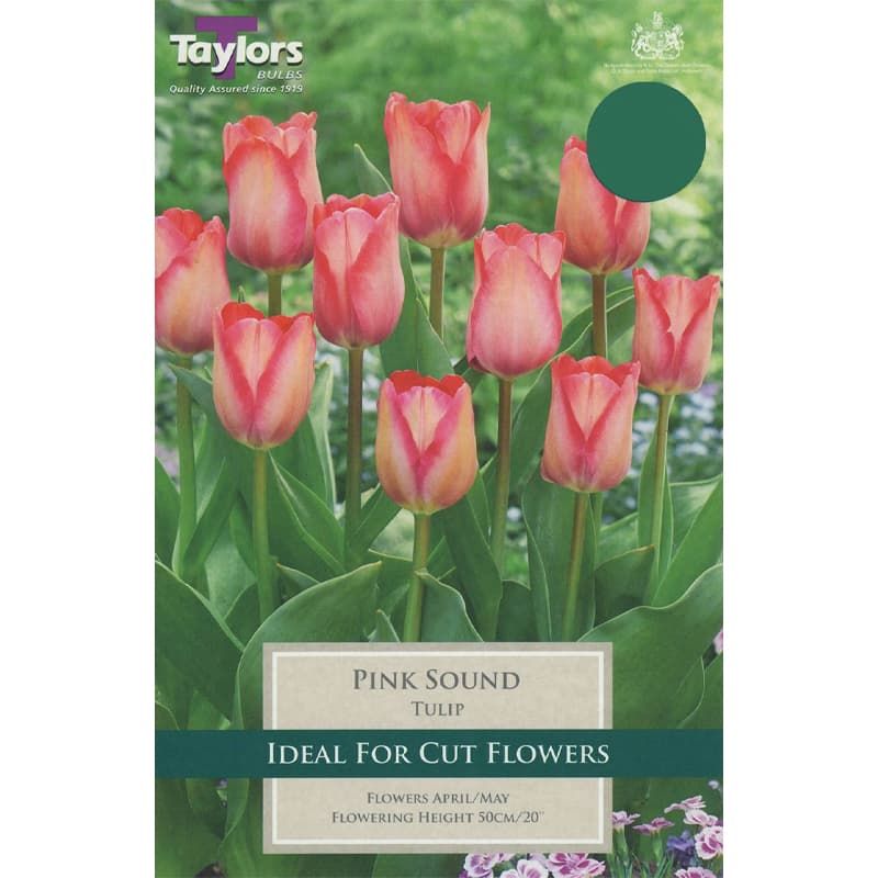 Tulip 'Pink Sound'