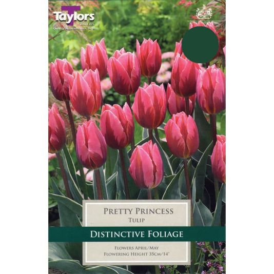 Tulip 'Pretty Princess'