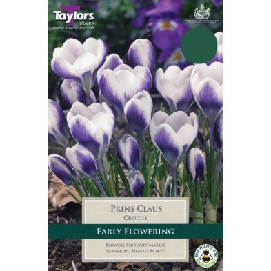 Crocus chrysanthus 'Prince Claus'