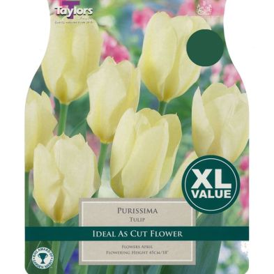 Tulip 'Purissima'