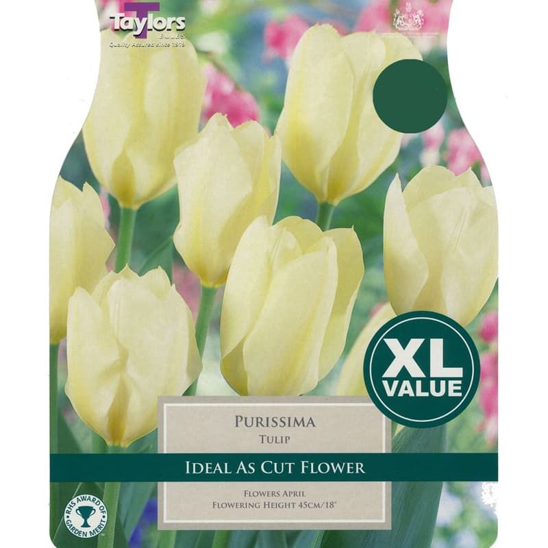 Tulip 'Purissima'