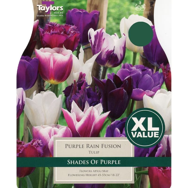 Tulip 'Purple Rain Fusion'