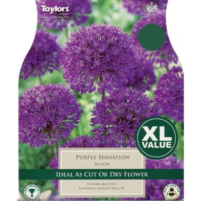 Allium 'Purple Sensation'