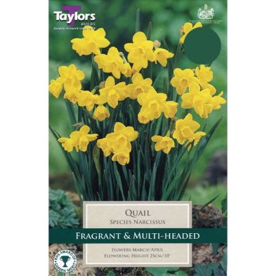 Narcissus 'Quail'