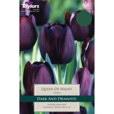 Tulip 'Queen of the Night'