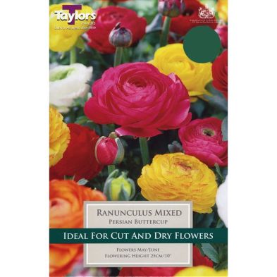 Ranunculus 'Mixed'