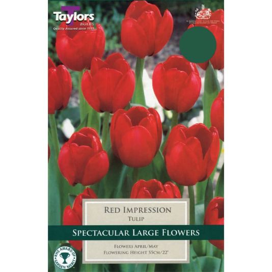 Tulip 'Red Impression'