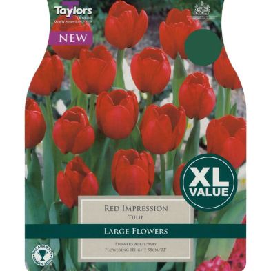 Tulip 'Red Impression'