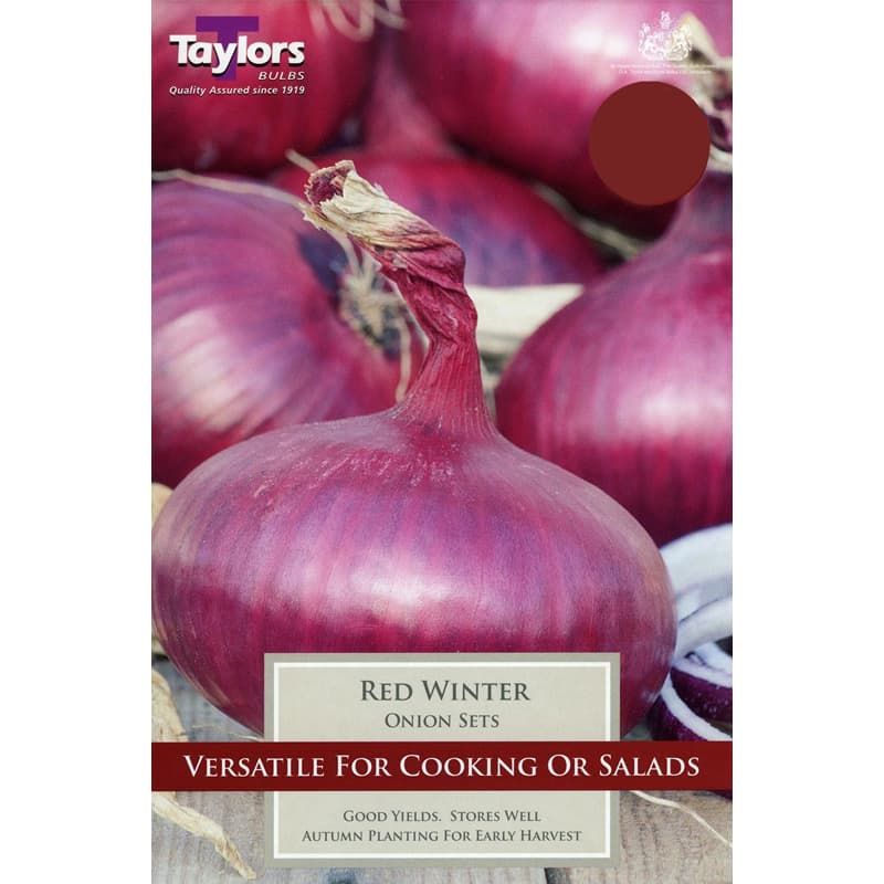 Onion 'Red Winter'