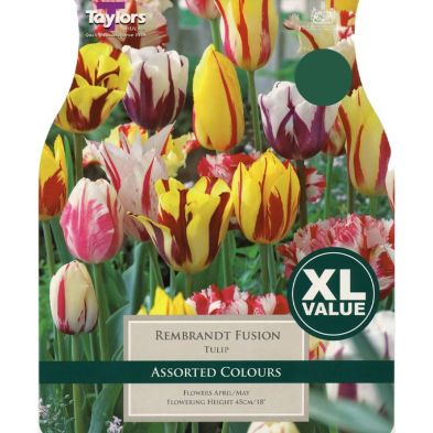 Tulip 'Rembrandt Fusion'