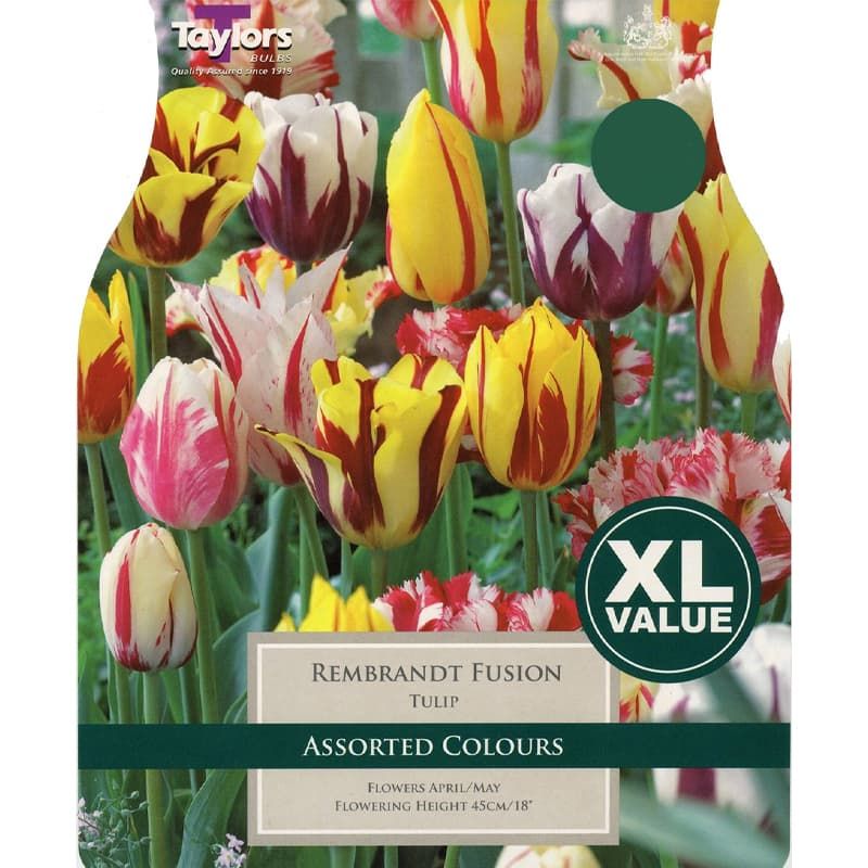 Tulip 'Rembrandt Fusion'